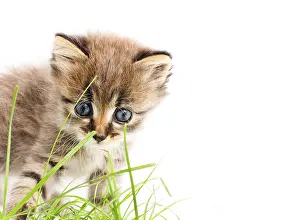 Kitten Photography Prints: Funny kitten