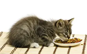 Deserted Meal Prints: Funny kitten