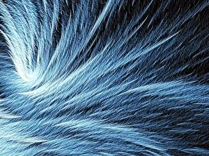 Fractal Texture Prints: Fur or feather texture - abstract computer-generated image