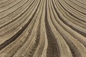 Travel Photography Fields Prints: Furrows
