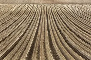 Cropland Scenery Photos Prints: Furrows