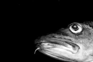 Bony Fish Species Identification Prints: FXexGeY-PFU
