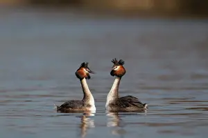 Wildfowl Photography UK Prints: g