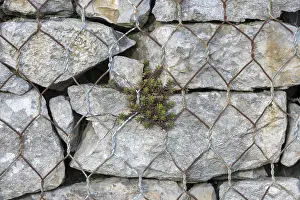 Deserted Stonewall Prints: Gabion filled with shell limestone