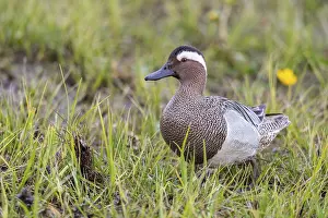 Lower Saxony Nature Reserve Prints: Gadwall (Spatula querquedula), Dümmer