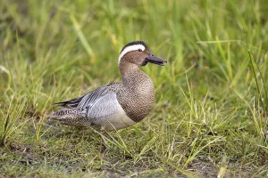 Lower Saxony Nature Reserve Prints: Gadwall (Spatula querquedula), Dümmer