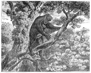 Mammalian Representation Prints: The Galeopithecus, lemurien of the Eocene period