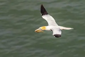 Sulid Species Images Prints: Gannet flying with nesting material in its beak