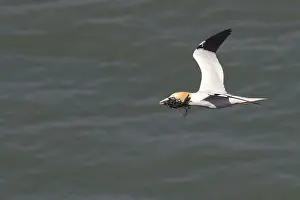 Aquatic Bird Habitat UK Prints: Gannet flying with nesting material in its beak