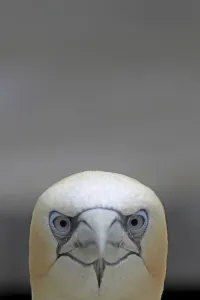 Aquatic Birds Images Prints: Gannets