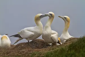 Deserted Cliff Scene Prints: Gannets sat on the edge of a cliff