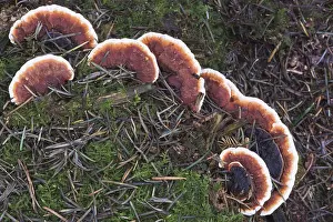 Central Europe Exterior Views Prints: Ganoderma pfeifferi (Ganoderma pfeifferi)