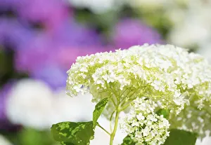 Hydrangea Macrophylla Prints: Garden hydrangea or bigleaf hydrangea (Hydrangea macrophylla)