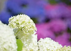 Hydrangea Macrophylla Prints: Garden hydrangea or bigleaf hydrangea (Hydrangea macrophylla)
