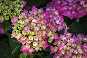 Hydrangea Macrophylla Prints: Garden hydrangea (Hydrangea macrophylla)