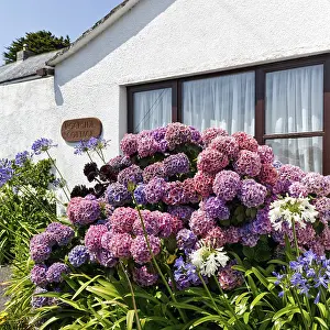 Great Britain Summer Landscapes Prints: Garden hydrangea (Hydrangea macrophylla)