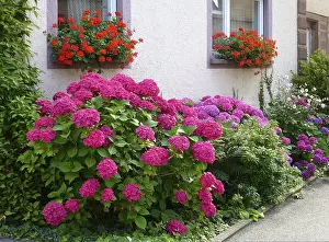 Hydrangeaceae Family Plants Prints: Front garden with hydrangeas and geraniums by the window