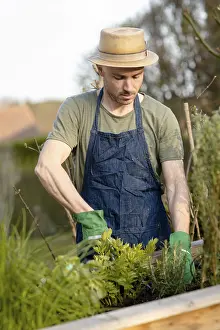 Caucasian Man Gardening Prints: Gardener