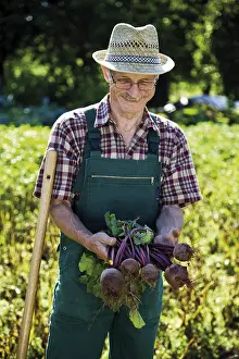 Beetroot Cultivation Prints: Gardener with beetroot