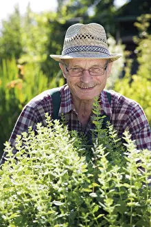 Caucasian Male Gardener Prints: Gardener in herbal patch