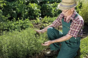 Daytime Garden Scene Prints: Gardener in front of his savory patch