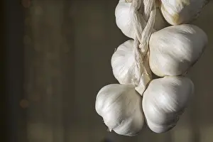 Foodstuff Photography Prints: Garlic Bulb