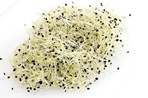 Garlic Sprouts Prints: Garlic sprouts
