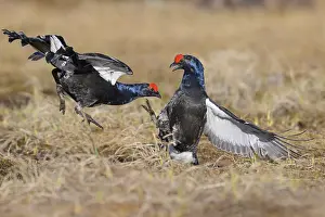 Black Grouse Prints: Black Grouse Courtship Display Print