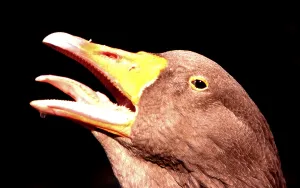 Colourful Bird Photography Prints: Geese