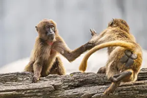 Captive Monkey Prints: Gelada (Theropithecus gelada) arguing with each other