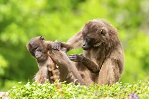 Prints of Two Gelada (Theropithecus gelada) female eavesdrop on each other, captive, distribution africa Gelada Prints: Two Gelada Female Eavesdropping Print, Captive Africa
