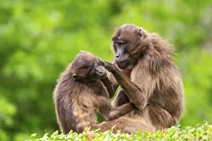Prints of Two Gelada (Theropithecus gelada) female eavesdrop on each other, captive, distribution africa Gelada Prints: Two Gelada Females Eavesdrop, Captive Print
