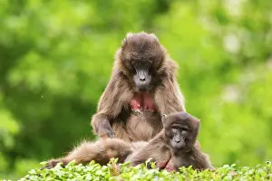 Terrestrial Mammals Prints: Two Gelada (Theropithecus gelada) female eavesdrop on each other