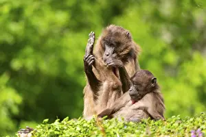 Prints of Two Gelada (Theropithecus gelada) female eavesdrop on each other, captive, distribution africa Gelada Prints: Two Gelada Female Eavesdrop, Captive Print