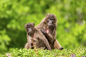 Prints of Two Gelada (Theropithecus gelada) female eavesdrop on each other, captive, distribution africa Gelada Prints: Two Gelada Female Eavesdrop, Captive Print