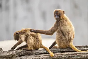 Endangered Species Protection Prints: Gelada (Theropithecus gelada) sitting on an old tree trunk beside each other