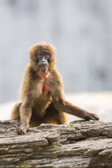 Captive Animal Photography Prints: Gelada (Theropithecus gelada) sitting on an old tree trunk