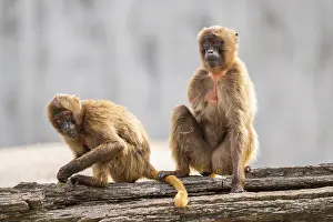 Animal Portrait Germany Prints: Gelada (Theropithecus gelada) sitting on an old tree trunk beside each other