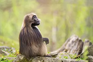 Prints of Gelada (Theropithecus gelada) sitting on an old tree trunk, captive, distribution africa Gelada Prints: Gelada (Theropithecus gelada) Print, Captive, Africa