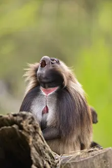 Prints of Gelada (Theropithecus gelada) sitting on an old tree trunk, captive, distribution africa Gelada Prints: Gelada (Theropithecus gelada) Print - Captive Africa
