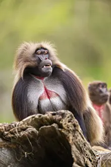 Prints of Gelada (Theropithecus gelada) sitting on an old tree trunk, captive, distribution africa Gelada Prints: Gelada (Theropithecus gelada) Print - Africa