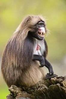 Prints of Gelada (Theropithecus gelada) sitting on an old tree trunk, captive, distribution africa Gelada Prints: Gelada (Theropithecus gelada) Print - Captive Africa