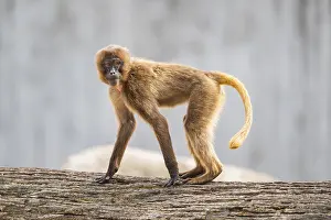Theropithecus Gelada Prints: Gelada (Theropithecus gelada) standing on an old tree trunk