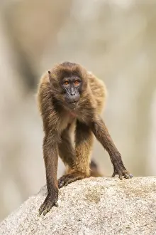 Gelada Baboon Portrait Prints: Gelada (Theropithecus gelada) standing on a rock