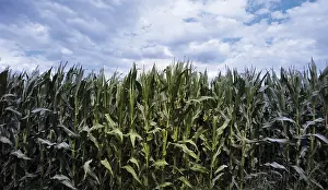 Agricultural Field Cultivation Prints: Genetically modified maize