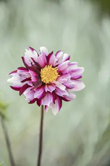 Inflorescence Photography Prints: Georgine in full bloom