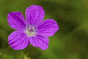 Prints of Geraniaceae, Geranium Pratense, Stork's Beak, Wild Stork's Beak, Flora, Meadow Crane's-Bill, Meadow Geranium, Plants Geraniaceae, Geranium Pratense, Stork's Beak, Wild Stork's Beak, Flora Related Prints: Geranium Pratense Print - Wild Stork's Beak