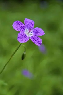Prints of Geraniaceae, geranium pratense, stork beak, meadow stork beak, flora, high size, portrait format, meadow crane's-bill, meadow geranium, plants, plants Geraniaceae, geranium pratense, stork beak Related Prints: Geranium pratense Print - Meadow Crane's-bill
