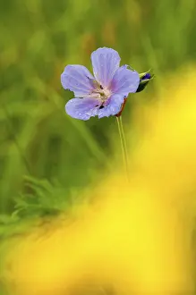Prints of Geraniaceae, geranium pratense, stork beak, meadow stork beak, flora, high size, portrait format, meadow crane's-bill, meadow geranium, plants, plants Geraniaceae, geranium pratense, stork beak Related Prints: Geranium pratense Print - High Size