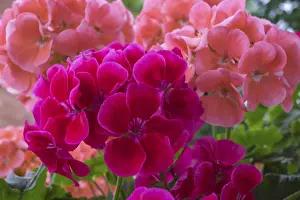 Central European Vegetation Prints: Geranium blossoms, Pelargonium
